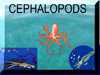 clip art cephalopods