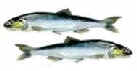 anchovies icon