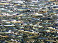 school of anchovies