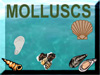 clip art molluscs